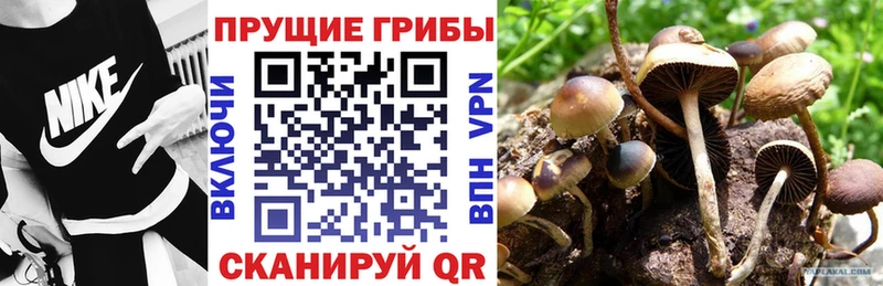 Купить закладки  Ульяновск  Псилоцибиновые грибы MAGIC MUSHROOMS 